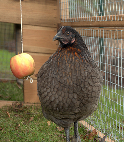 Hale Nursery Chickens And Connie