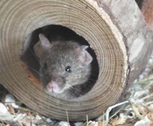 House Mouse at Battersea Park Children's Zoo