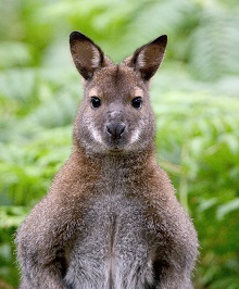 Wallaby at Battersea Park Children's Zoo