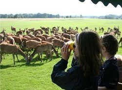 Summer deer feedng at Tatton Park