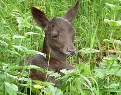 Fallow deer fawn at Chestnut Centre