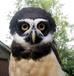 Spectacled owl at Chestnut Centre