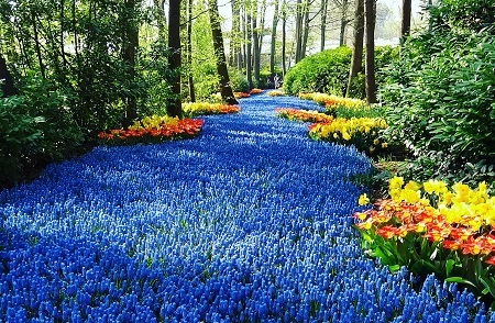 River of hyacinths, Keukenhof