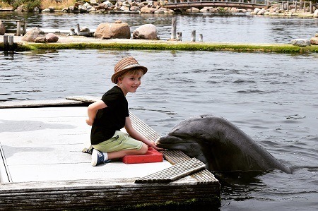 A child and a dolphin, Dolfinarium, Harderwijk