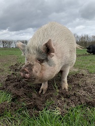 Kunekune pig at Redhousefarm