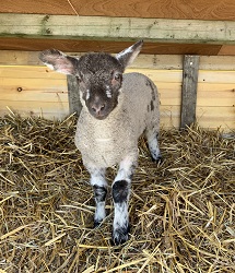 Lamb | animals at Red House Farm