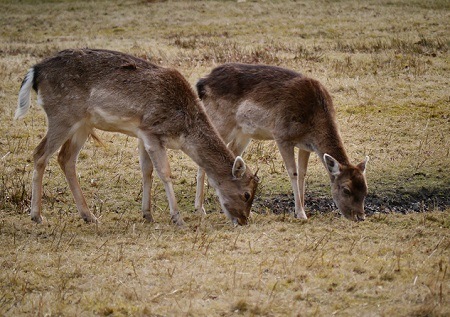 Deers at Dunham Massey