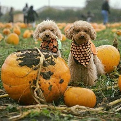 Red House Farm | Pumpkin Picking