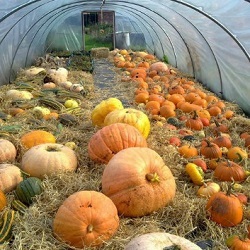 Pumpkin patch in the greenhouse at Tatton Park