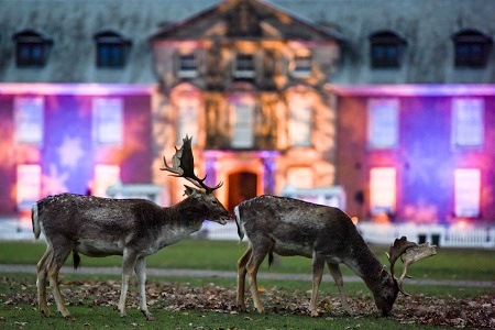 Dunham Massey | fallow deers and Christmas lights