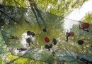 Treetop Nets