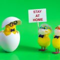 Easter chicks with "stay at home" sign