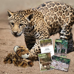 Jaguar and adopt an animal gift pack