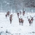 Deer in the snow_Jan20_credit Ross Miller Photography