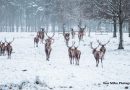 Deer in the snow_Jan20_credit Ross Miller Photography