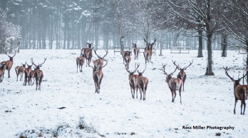 Deer in the snow_Jan20_credit Ross Miller Photography