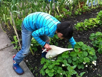 boy watering plants in his garden