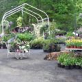 Mellor Country House plants for charity event