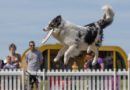 Frisbee display at Dog festival