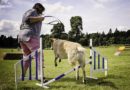 Fun Dog Show Tatton Park Farm