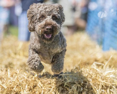 Hay Bale Racing at dog festival