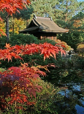 Japanese Garden in the Autumn | Tatton Park