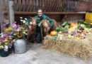 With animals in the Autumn at Tatton Park Farm