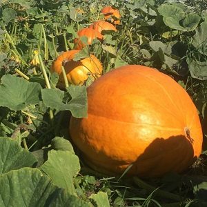 Pumpkin patch