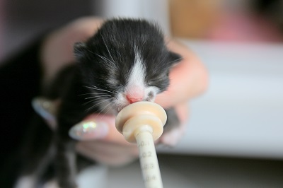 baby kitten eating from syringe at Cheshire Cats Rescue