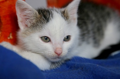 Cat on blue and red blanket | Cheshire Cats Rescue