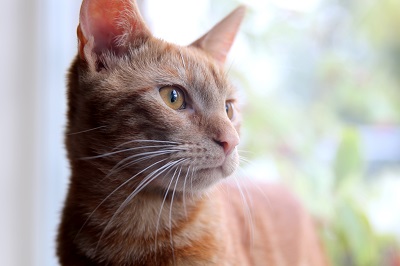 ginger tabby cat | Cheshire Cats Rescue
