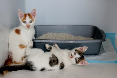 Two kittens near litter box at Cheshire Cats Rescue