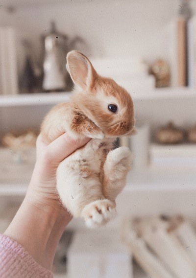 Paige Cody. Cute rabbit
