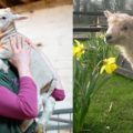 Lambing week at Tatton 2023