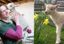 Lambing week at Tatton 2023