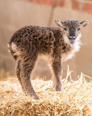 Newborn lamb at the Tatton Farm