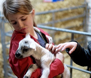 Saying hello to newborn lambs at the Farm