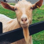 Tatton Park Animal Adoption Golden Guernsey goat