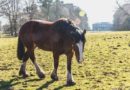 Tatton Park Animal Adoption Launch Weekend