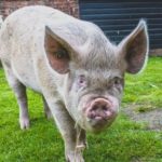 Tatton Park Animal Adoption Middle White pig