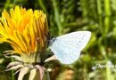 Holly Blue butterfly on Bluebell Meadow at Macclesfield Riverside Park | Cheshire East Rangers, May