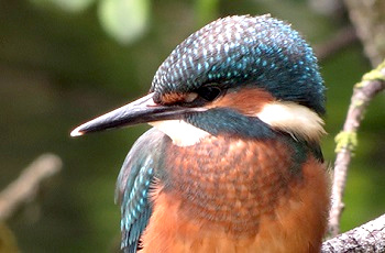 Kingfisher | Birds, butterflies, wildflowers at Poynton | Event from Cheshire East Council Countryside Ranger Service