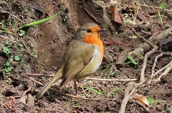 Robin | Rangers event | Birdlife of Astbury Mere