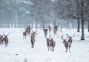 Tatton Park. Photo: Ross Miller