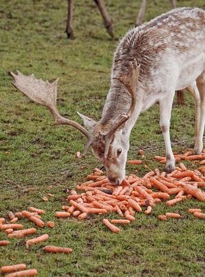 Deer with carrots at Tatton Park