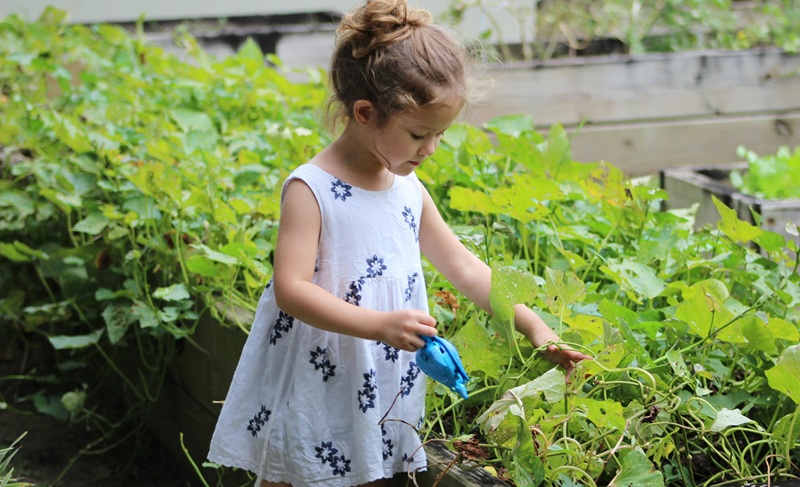 Little girl is watering plants