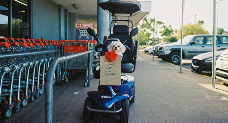 Dog on a mobility scooter. Pexel