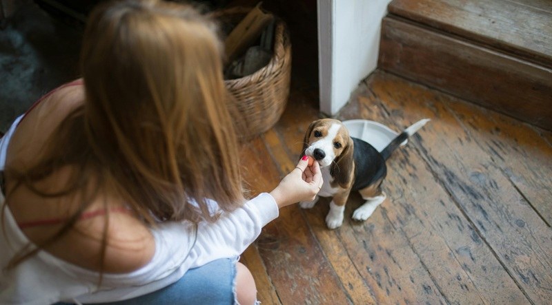 A nice treat for a cute dog