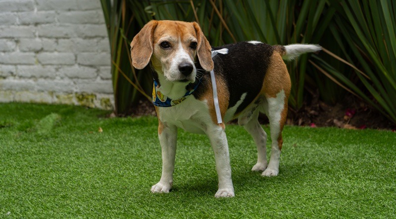 Dog in the garden