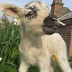 Newborn Lamb at Tatton Park